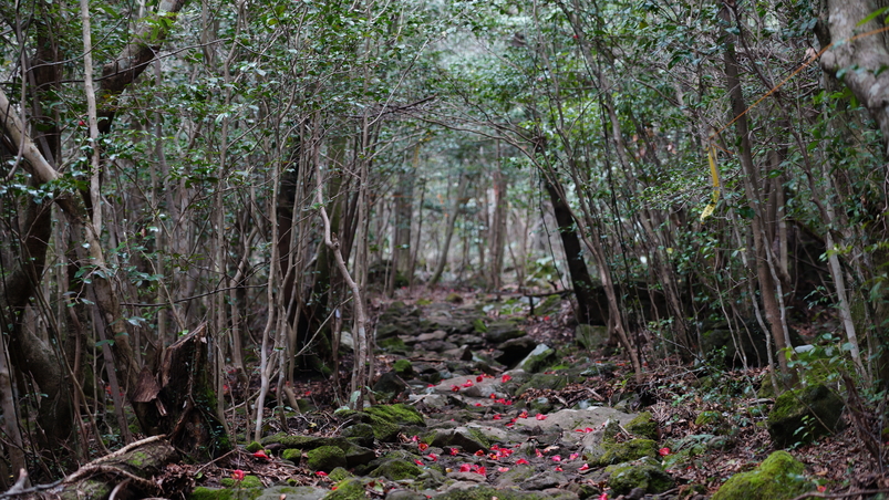 제주도 한라산둘레길. 