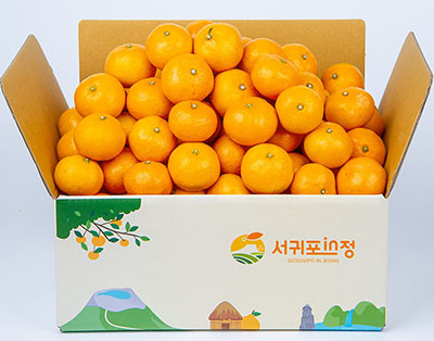 ‘서귀포in정’ 노지감귤
