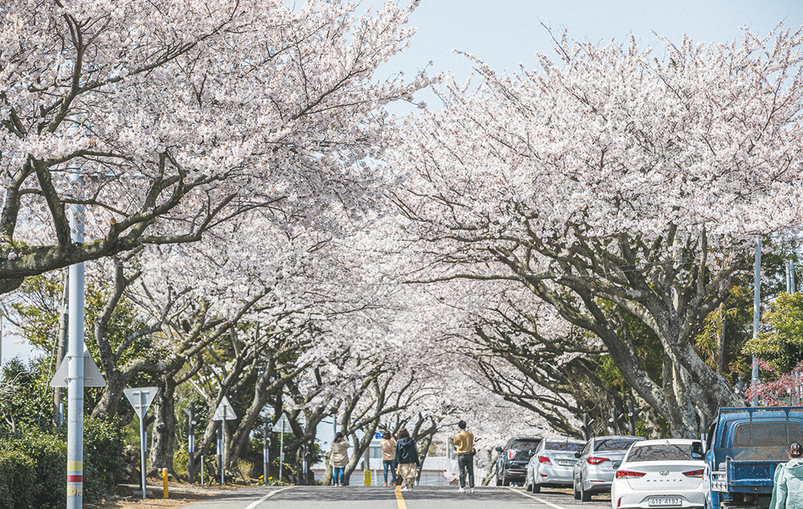 제주시 애월읍 장전리 왕벚꽃거리 [출처=카카오맵)