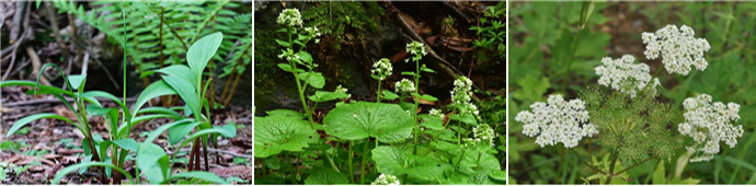 임간재배 식재 수종 산마늘(왼쪽부터), 고추냉이, 어수리