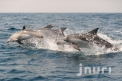 제주남방큰돌고래 보호 위한 국회토론회, 8월 11일 열린다