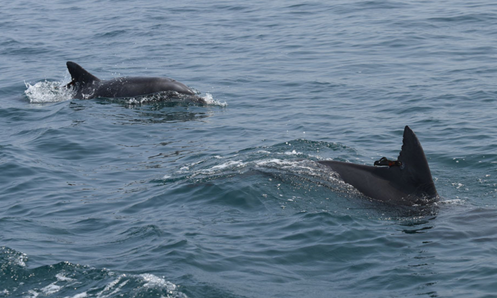 2015년 방류된 남방큰돌고래 '태산이' ... 제주 바다서 숨졌다