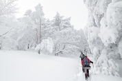 14일 제주도 산지에 2∼8㎝ 눈 … 대설 예비특보