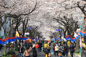 제주 봄 알리는 '전농로 왕벚꽃 축제' 4년만에 열린다