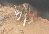 개 몸통에 화살? 잔학상 40대 7개월만에 붙잡았다 ... "사육하는 닭 피해"