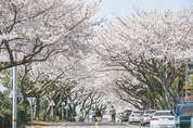 애월의 봄도 벚꽃으로 물들다 ... 장전리서 23~24일 왕벚꽃축제