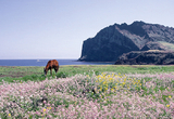 국가유산청 출범 맞춰 성산일출봉.비자림.산방산 등 무료개방