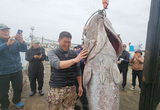 제주 바다서 '전설의 심해어' 183㎝ 140㎏ 초대형 돗돔 올라왔다