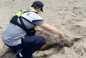 제주 해수욕장 백사장서 멸종위기종 푸른바다거북 사체 발견