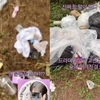 제주 숲에 쓰레기 방치한 드라마 '현혹' 촬영팀 … 도민·팬들 '분노'