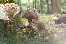제주서 야생버섯 먹은 3명 복통·구토 증세 ... 병원행
