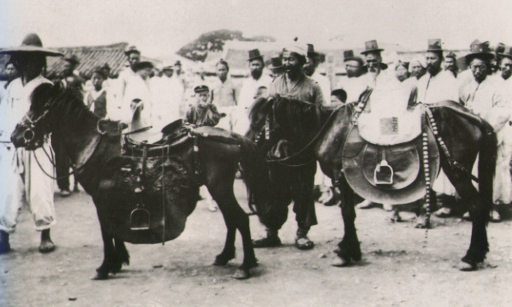 제주 사람 기질 닮은 제주마 ... 덩치 큰 말도 이기는 서열 '짱'