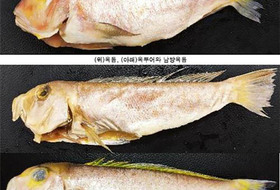 '옥두어'를 '옥돔'으로 속여 판 음식점주 징역형 집행유예