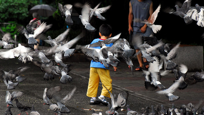 "집비둘기 먹이 주면 안돼요" ... 꽃사슴도 유해야생동물 신규 지정