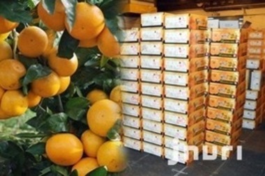 제주도, '비타민 외교무대' 다시 오르나 ... '감귤 북한 보내기' 재개 추진