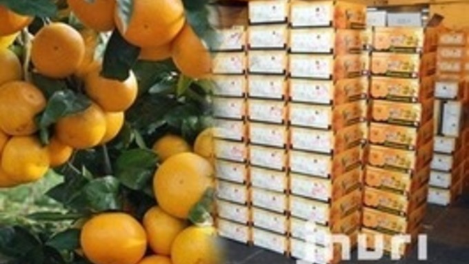 제주도, '비타민 외교무대' 다시 오르나 ... '감귤 북한 보내기' 재개 추진