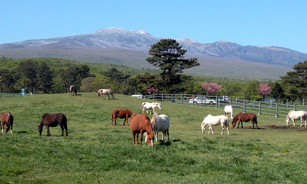 "착하고 또 착하다 ... 말은 나의 평생 친구"