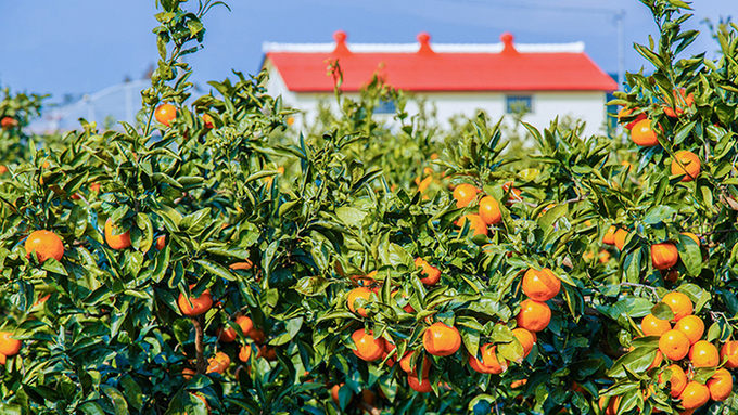 감귤, '대학나무'가 '대학과수원'이 됐지만 그래도 제주의 생명과일