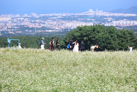 "제주 메밀, 지방 축적 감소·체내 염증 완화 효과 있다"