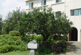 제주 감귤, ‘역동의 1970년대' ... 재배면적 확장·기술수요 폭발