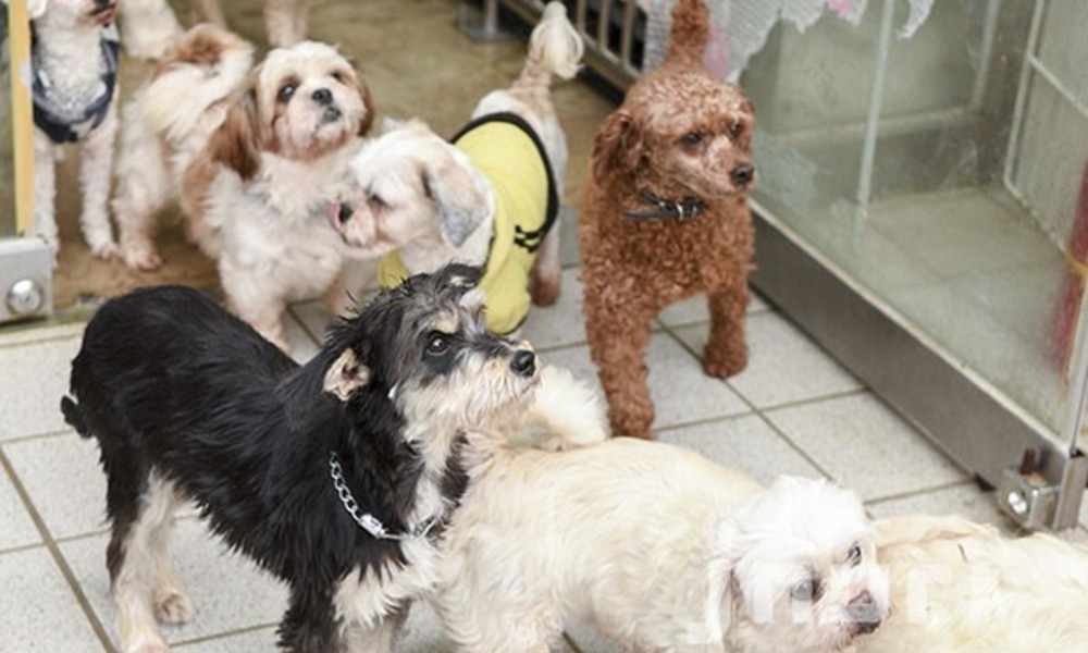 제2동물보호센터·반려동물 놀이공원 ... 15일 어음리에서 문 연다