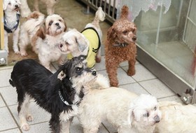 제2동물보호센터·반려동물 놀이공원 ... 15일 어음리에서 문 연다