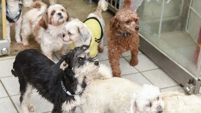 제2동물보호센터·반려동물 놀이공원 ... 15일 어음리에서 문 연다