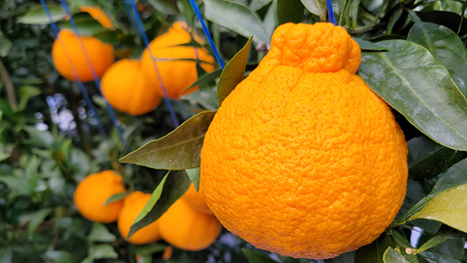 한라봉이 들어올린 깃발 ... 제주 가을은 온통 귤빛 향연