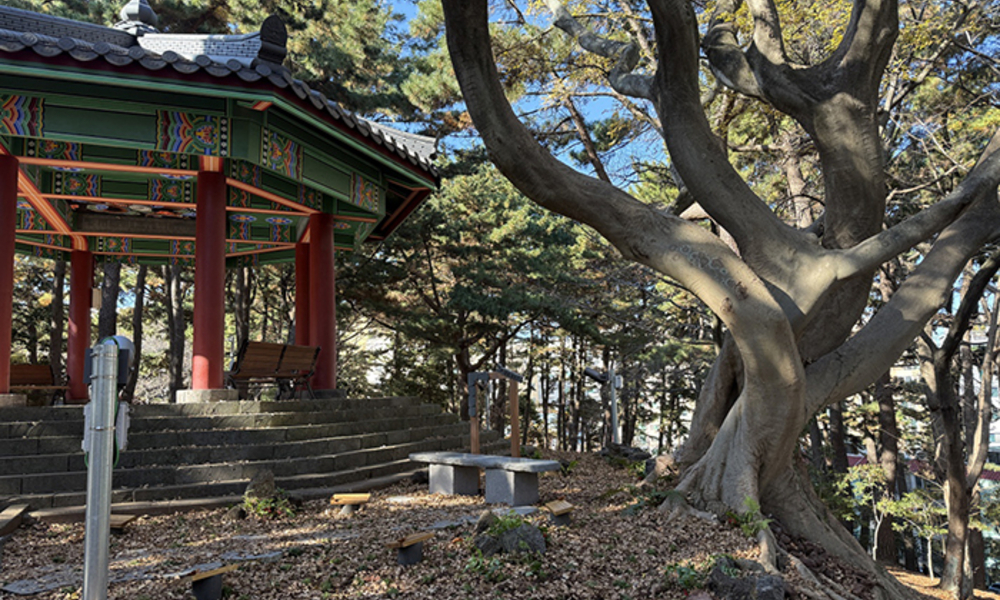 제주시 삼무공원서 수령 100년 추정 ‘팽나무 연리목’ 발견