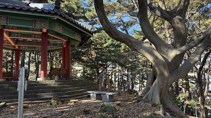 제주시 삼무공원서 수령 100년 추정 ‘팽나무 연리목’ 발견