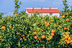 무관세 미국산 만다린 1만6000t 수입 ... 감귤농가 대응 촉구