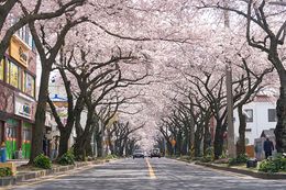 전농로 왕벚꽃으로 피어난 제주 의녀 홍윤애 순애보