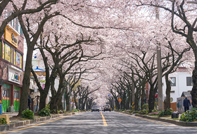 전농로 왕벚꽃으로 피어난 제주 의녀 홍윤애 순애보
