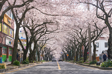 전농로 왕벚꽃으로 피어난 제주 의녀 홍윤애 순애보