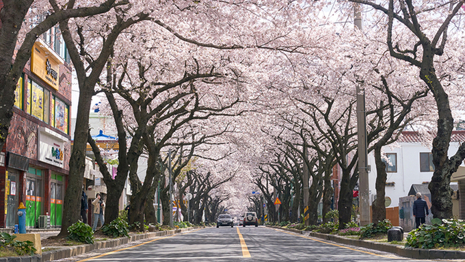 전농로 왕벚꽃으로 피어난 제주 의녀 홍윤애 순애보
