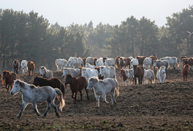 '말의 고장' 제주, '붉은 말의 해' 맞아 말산업 질주한다