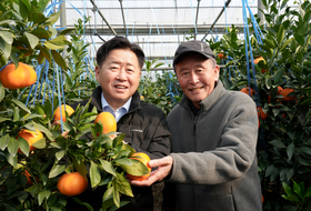 제주도, 美만다린 무관세 수입에 적극 대응 ... "고품질 생산에 전념"