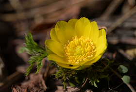 제주에 핀 '봄의 전령’ ... 세복수초 첫 개화