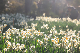 한겨울에 제주 구좌 낮 최고기온 20.4도 ... 대부분 17도 이상