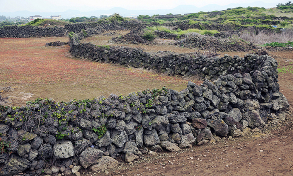"제주 사람과 닮은 제주 돌담" ... 흑룡만리 이름 얻은 사연