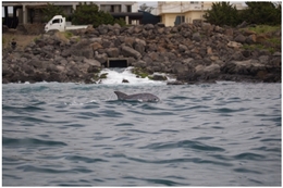 "양식장·낚시어구·관광선박, 제주 남방큰돌고래 서식지 위협"