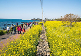 봄 정취 만끽 ... '서귀포 유채꽃 국제걷기대회' 3월 28∼29일