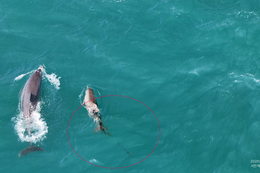 등지느러미 잘린 남방큰돌고래 ... 폐어구로 고통