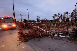 '나무도 뚝 간판도 뚝' ... 3·1절 연휴 제주 강풍 피해 속출