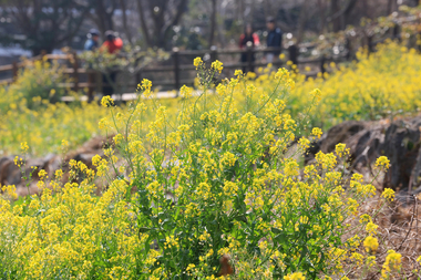 유채꽃, 벚꽃, 청보리, 고사리, 메밀꽃 ... 서귀포서 봄 축제 릴레이
