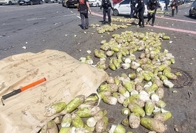 노형오거리서 월동무 2t '와르르' ... 교통정체 등 대혼란