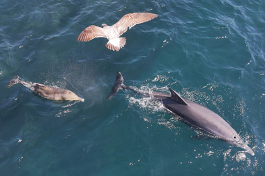 등지느러미 잘린 제주 남방큰돌고래 쌘돌이, 폐어구 벗었다