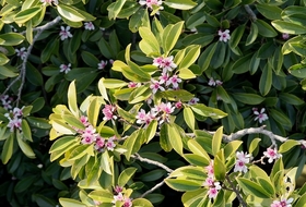 희귀식물 '초령목' 해발 300ｍ 제주 자생지서 개화