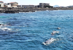 "남방큰돌고래 관찰 전망대 기부금을 기다립니다"