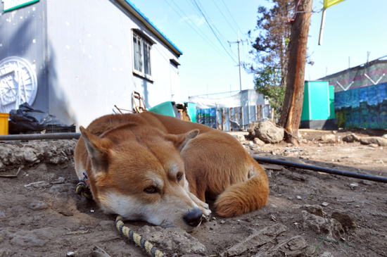 해군기지를 둘러싼 혼란을 아는지 모르는지 한가로운 중덕이.